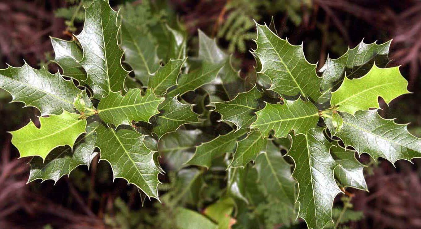 Remédios Naturais (Ervas):